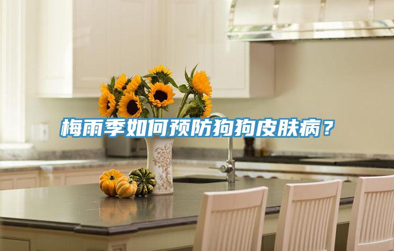 梅雨季如何預防狗狗皮膚病？